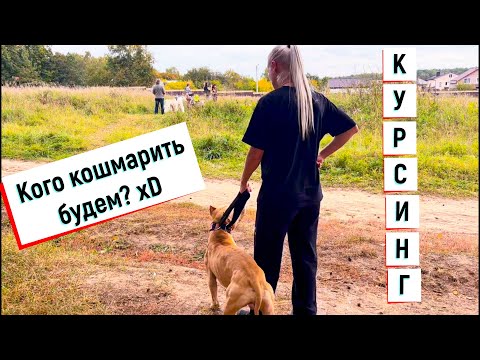 Видео: 4 ПИТБУЛЯ на КУРСИНГЕ! Новичок Шакти на трассе. Кто будет срезать? Кто устанет? #питбульпеченька