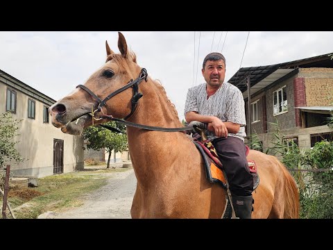 Видео: МУСТАНГ ДЕРЗКИЙ ЖАКШЫЛЫКА САТЫП ЖАТАМ