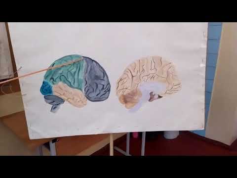 Видео: Лекція Головний мозок ч1 ЗДМК ua
