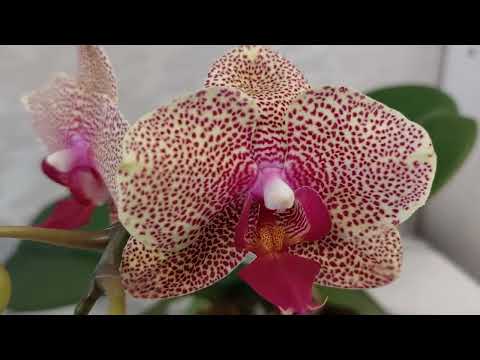 Видео: ОРХИДЕИ ЦВЕТУТ! Декабрьские роспуски 💕