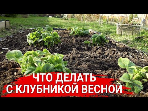 Видео: Что делать с клубникой весной