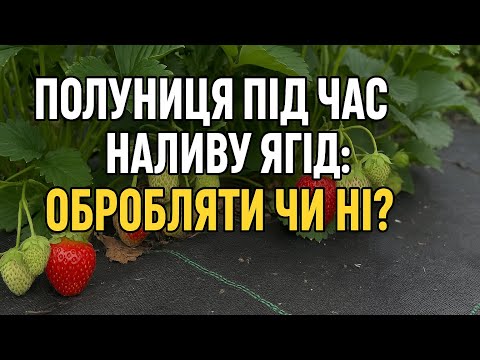 Видео: Захист Клубніки під час НАЛИВУ ЯГІД, оброблять чи почекати?