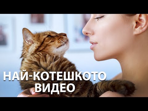 Видео: На разходка с котка? 🐈 Моят опит, историята на кот Бебо, осиновяване и кастрация...