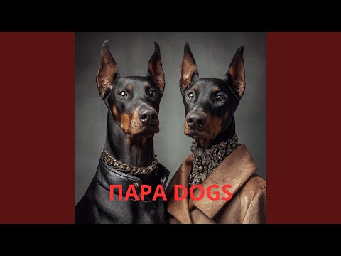 Видео: ПАРА DOGS | ПАРАДОКС