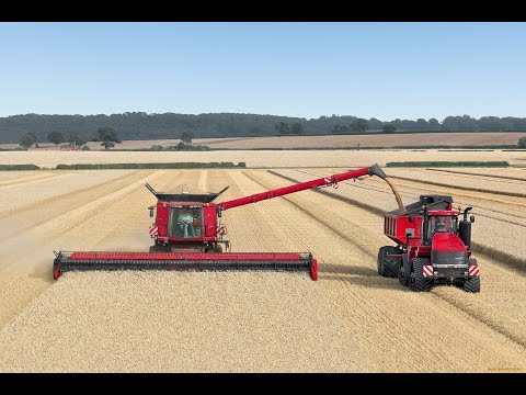 Видео: КАК Я СОБИРАЮ СЕМЕНА ГЛОКСИНИЙ !