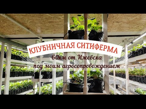 Видео: 🍓Обзор новой клубничной ситифермы.  ‼️Советы для запуска