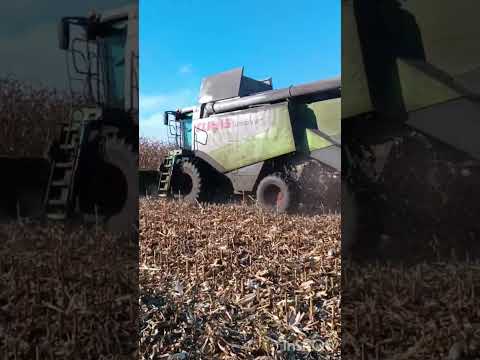 Видео: 🆘❌ Уборка кукурузи 🌽🌽🌽 Врожайність на висоті 💪👍🔥💯‼️