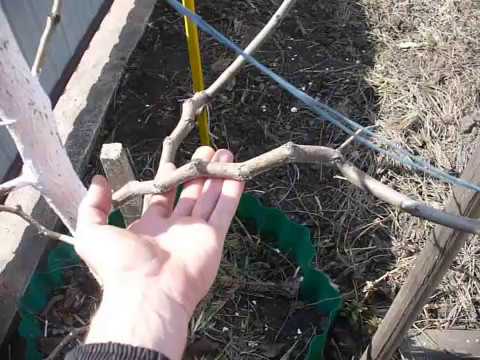 Видео: Зизифус, унаби, китайский финик.   Посадка, уход, формировка.