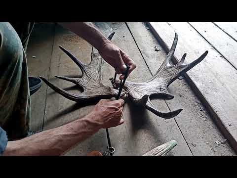 Видео: заработок в лесу. поиск рогов лося