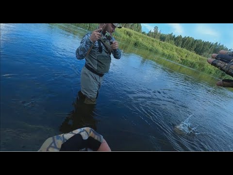 Видео: Рыба есть, рыба ест и клюет и сходит! Нужно только подобрать ключик!