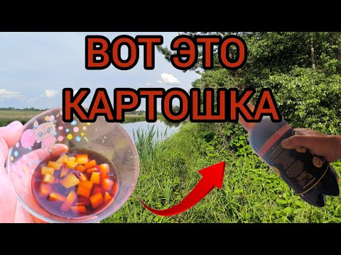 Видео: СДЕЛАЙТЕ ТАК  И ВЕСЬ КАРП С КАРАСЁМ БУДЕТ ВАШ..)ТАКОЙ КАРТОШКИ ВЫ ЕЩЁ НЕ ДЕЛАЛИ.