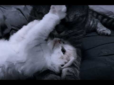 Видео: Рок острова-Ничего не говори(Speed up remix)