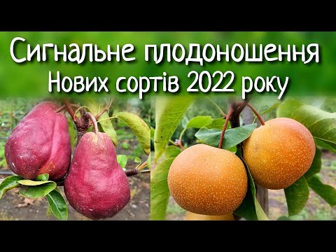 Видео: НОВІ СОРТИ В МОЄМУ САДУ