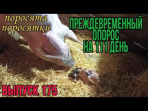 Видео: Преждевременный опорос// Опорос  свиноматки Дашули// Как принять опорос//