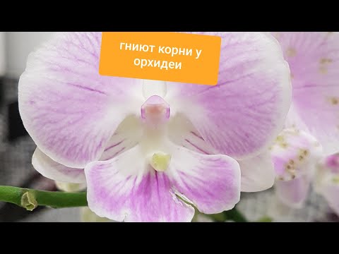 Видео: Купила орхидею с ГНИЛЫМИ корнями,теперь ЛЕЧЕНИЕ, восстановление, АДАПТАЦИЯ.Много пятен на цветочках