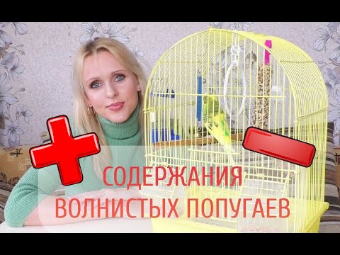 Видео: ПЛЮСЫ и МИНУСЫ СОДЕРЖАНИЯ ВОЛНИСТЫХ ПОПУГАЕВ/ ПОКУПАТЬ или НЕТ ВОЛНИСТОГО ПОПУГАЙЧИКА