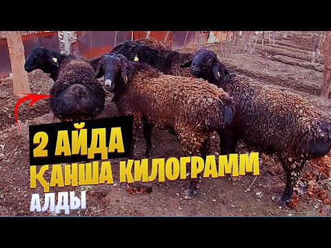 Видео: Екі айда қанша килограмм алды / ҚОЙ БОРДАҚЫЛАУ / Мал базар
