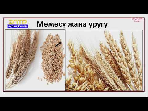 Видео: 6-класс | Биология  | Дан гүлдүүлөр тукуму