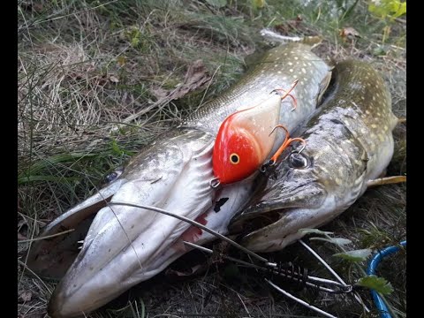Видео: Щука на Salmo Slider 10см