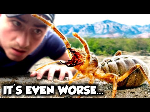 Видео: Самый страшный паукообразный в мире — это не паук