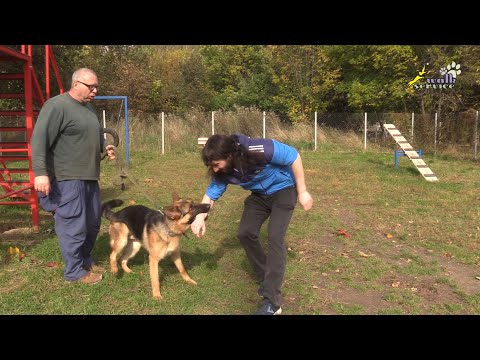 Видео: Работа по живому фигуранту, начальная защита, овчарка Коби