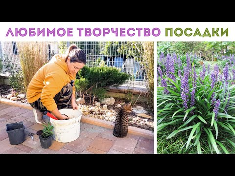 Видео: ⭐ДЕНЬ ОДНИХ ПОСАДОК 🌺 I интересные сорта растений 💥 I седумы, астранция, живучка и не только