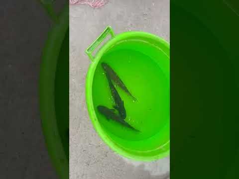 Видео: Преси фуруши мохи 🍒937321122 тел прес