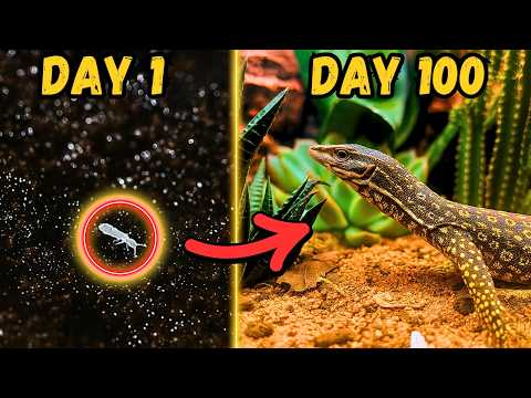 Видео: Моделирование экосистемы пустыни на 100 дней