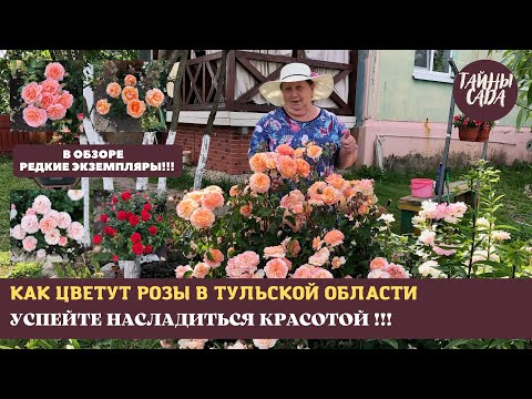 Видео: РОЗЫ. КАК ЦВЕТУТ РОЗЫ В ТУЛЬСКОЙ ОБЛАСТИ. КРАСИВЫЕ СОРТА РОЗ. ПРОГУЛКА ПО САДУ В КОНЦЕ ИЮНЯ.