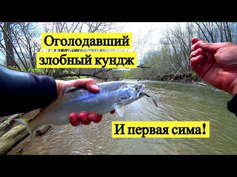 Видео: Оголодавший злобный кундж и первая сима!