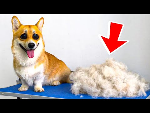Видео: ЭТО БЫЛО НА МОЕЙ ПОПЕ! Я В ШОКЕ!! (Корги Коржик) Говорящая собака