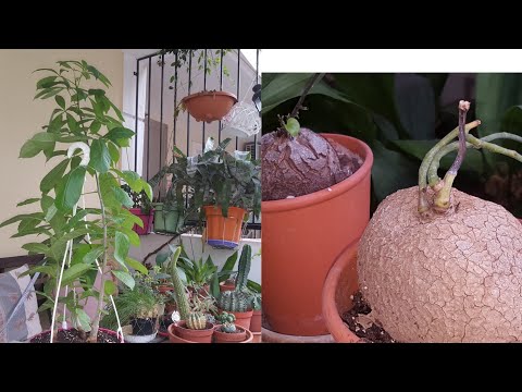 Видео: Баобабы(5месяцев)и Dioscorea elephantipes,Stephania cepharantha