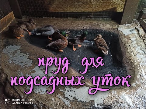 Видео: Пруд для подсадных уток.