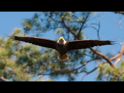 Видео: Обновени крилја (Obnoveni krilja)