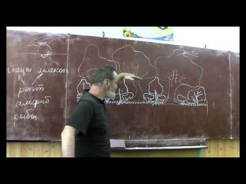 Видео: Драконоведение. Часть 32