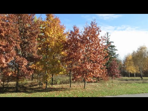 Видео: На Островах. Пикник в Лимпопо. 27 октября
