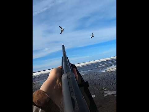 Видео: Гусь охотится в воде на кромке льда.#snowgoose #duckhunt#охота #birdshunt#chasee