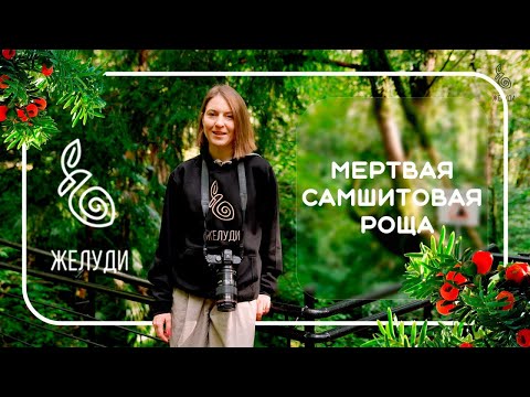 Видео: Мертвая самшитовая роща. Субтропическая осень. Ботаническое путешествие в Сочинское Причерноморье.