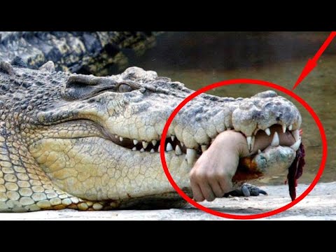 Видео: АДАМЗАТ ТАРИХЫНДАҒЫ КӨП АДАМДАРДЫ ӨЛТІРІП ЖЕГЕН ЕҢ ТАНЫМАЛ ЖЫРТҚЫШ ЖАНУАРЛАР ТІЗІМІ. 2-БӨЛІМ ПАЗЛ