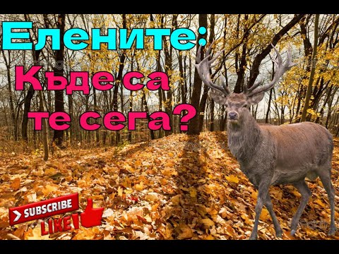 Видео: Елените: Къде са те сега?