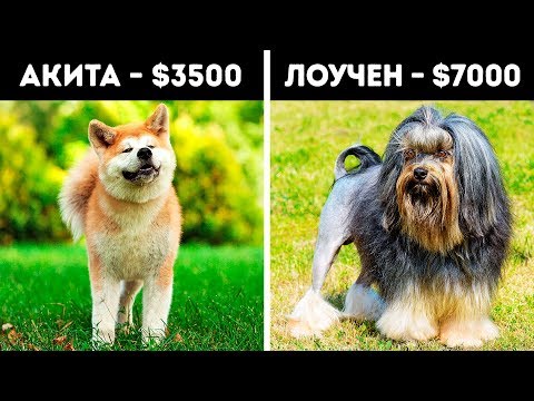 Видео: 20 Удивительных Пород Собак, Которые Стоят Целое Состояние