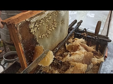 Видео: ПЧЁЛЫ 🐝🐝. ПРОЦЕСС ОТКАЧКИ МЁДА.