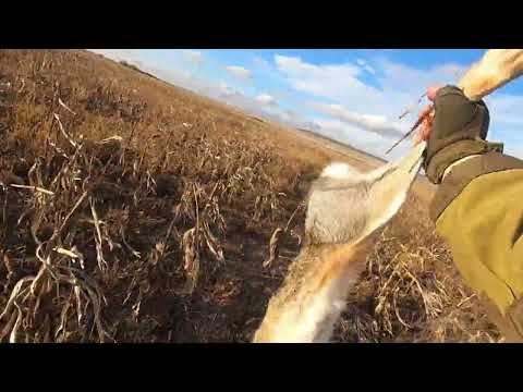 Видео: Охота на зайца! мр 155,дратхаар,гончая!