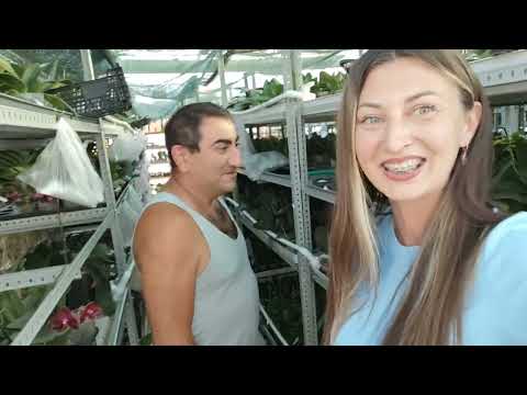 Видео: ОГО❗ОРХОРАЙ УДИВЛЯЕТ ВСЕ Новые ОРХИДЕИ на ЦВЕТОНОСАХ 🌸