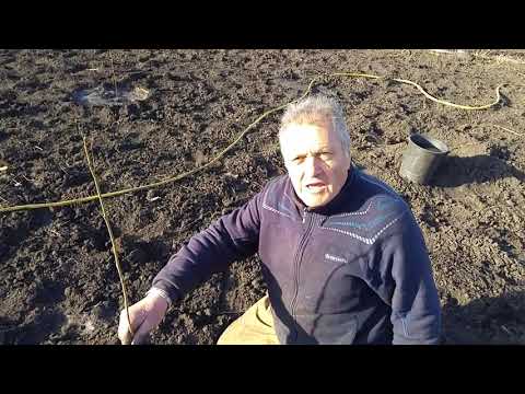 Видео: Лешника...