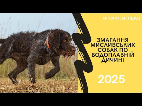 Видео: Змагання мисливських собак по водоплавній дичині 2025 | Ну пуху, ні пера!