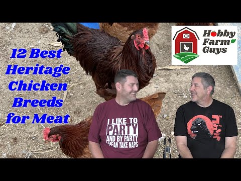 Видео: 12 лучших пород кур для мяса [Классический HFG]