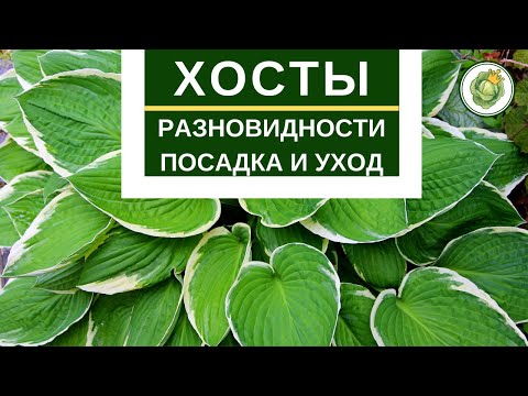 Видео: ХОСТЫ - разновидности, посадка, уход и размножение