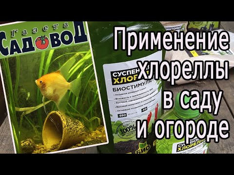 Видео: Применение хлореллы в саду и огороде