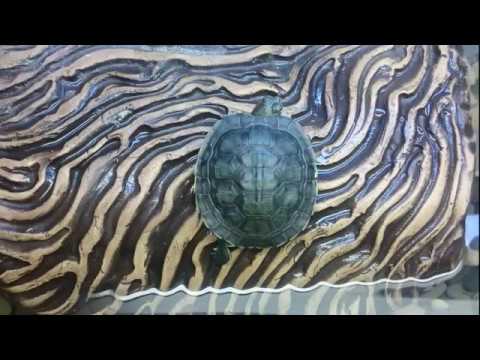 Видео: Лечение черепахи